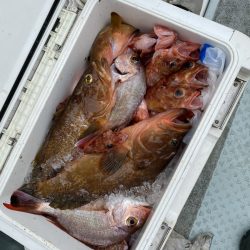 リトルワン 釣果