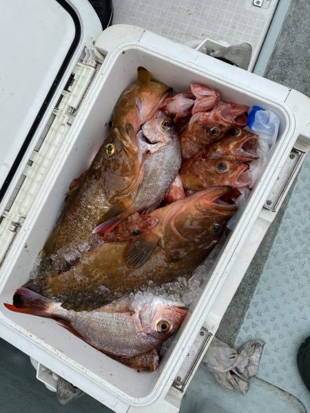 リトルワン 釣果