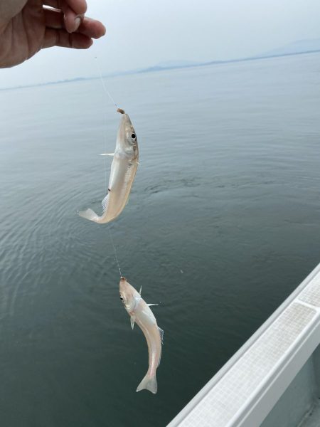 リトルワン 釣果