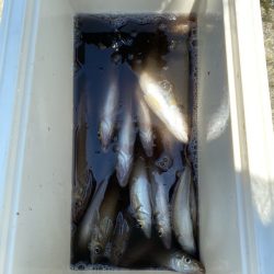 リトルワン 釣果