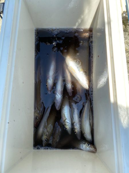 リトルワン 釣果