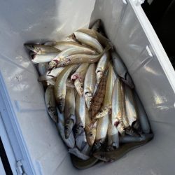 リトルワン 釣果