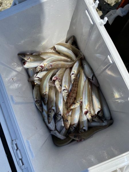 リトルワン 釣果