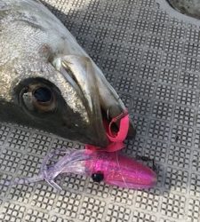 シーモンキー 釣果