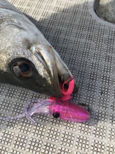 シーモンキー 釣果