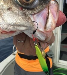 シーモンキー 釣果