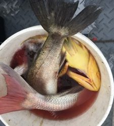 シーモンキー 釣果