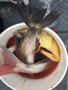 シーモンキー 釣果