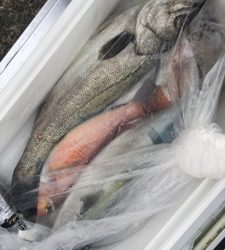 シーモンキー 釣果