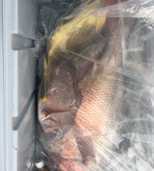 シーモンキー 釣果