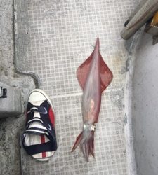 シーモンキー 釣果