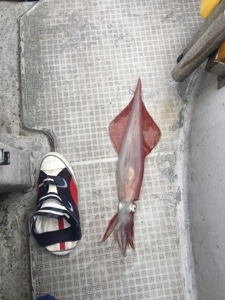 シーモンキー 釣果