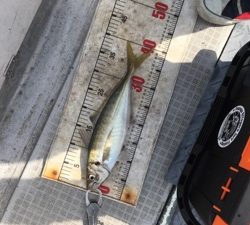 シーモンキー 釣果