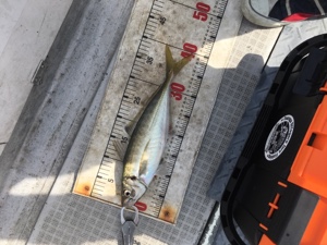 シーモンキー 釣果