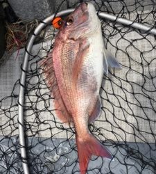 シーモンキー 釣果