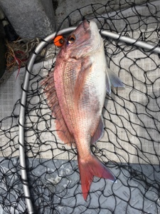 シーモンキー 釣果