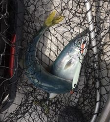 シーモンキー 釣果