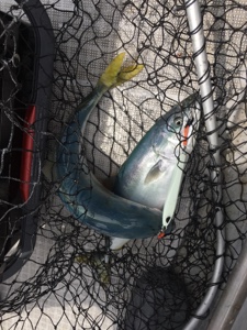 シーモンキー 釣果