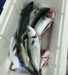 シーモンキー 釣果