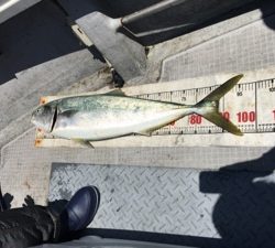 シーモンキー 釣果