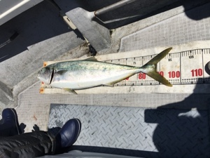 シーモンキー 釣果