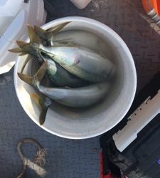 シーモンキー 釣果