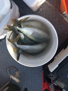 シーモンキー 釣果