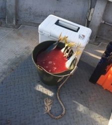 シーモンキー 釣果