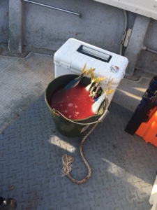 シーモンキー 釣果