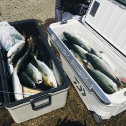 シーモンキー 釣果