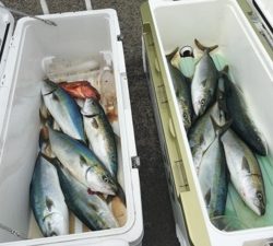 シーモンキー 釣果