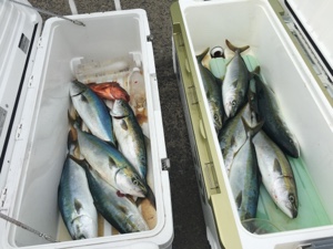 シーモンキー 釣果