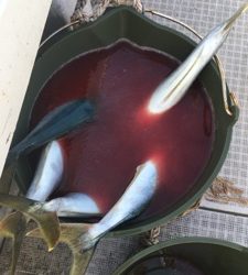 シーモンキー 釣果