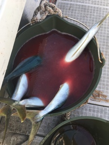 シーモンキー 釣果