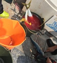 シーモンキー 釣果