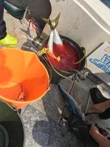 シーモンキー 釣果