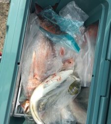 シーモンキー 釣果