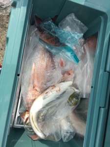 シーモンキー 釣果