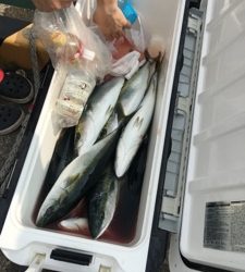 シーモンキー 釣果