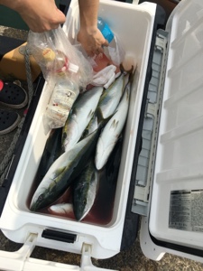 シーモンキー 釣果