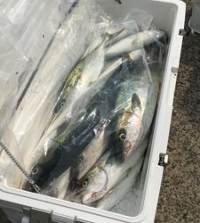 シーモンキー 釣果