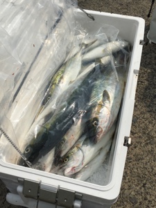 シーモンキー 釣果