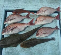 東京湾探釣隊ぼっち 釣果