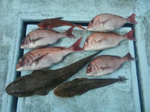 東京湾探釣隊ぼっち 釣果