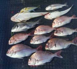 東京湾探釣隊ぼっち 釣果