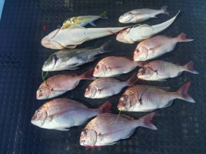 東京湾探釣隊ぼっち 釣果