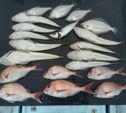 東京湾探釣隊ぼっち 釣果