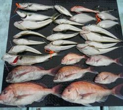 東京湾探釣隊ぼっち 釣果