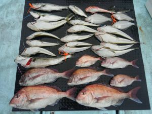 東京湾探釣隊ぼっち 釣果