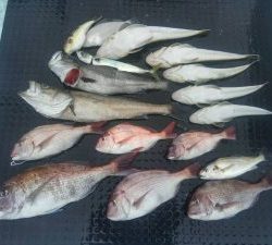 東京湾探釣隊ぼっち 釣果